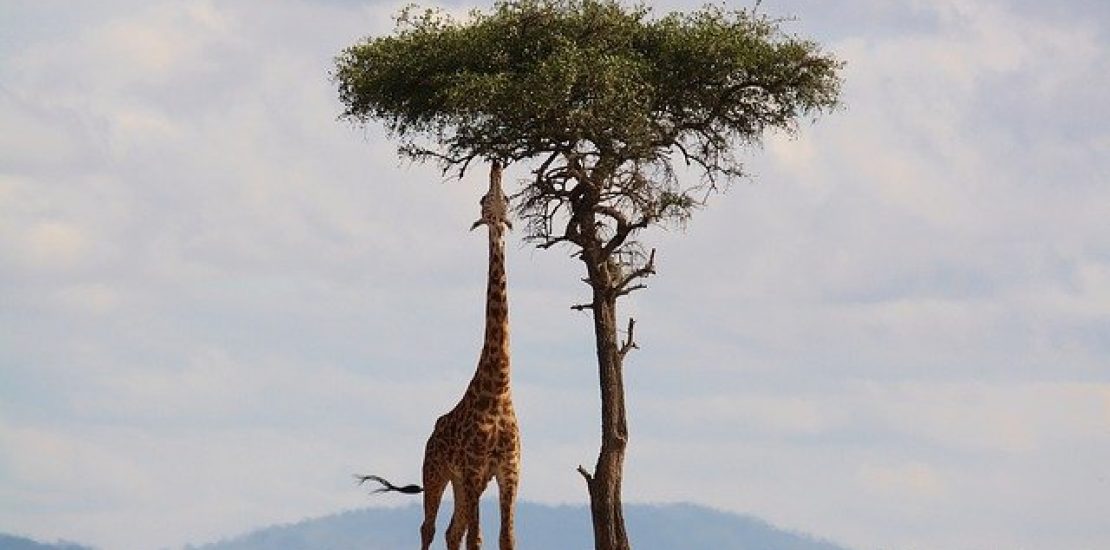 Bien se préparer pour un safari en Afrique Bien se préparer pour un safari en Afrique