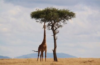 Bien se préparer pour un safari en Afrique