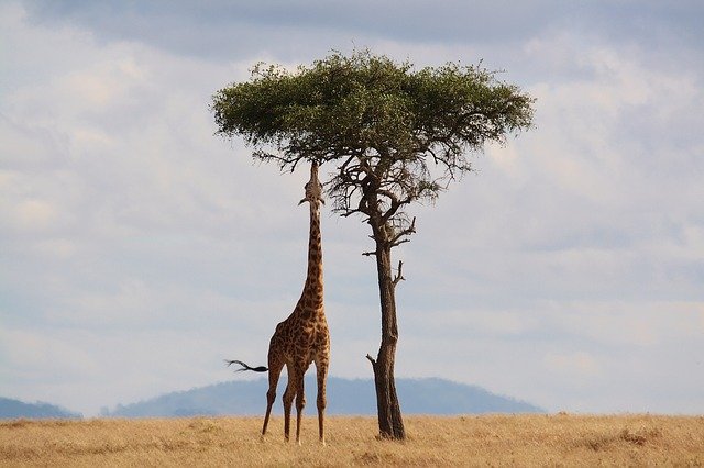 Bien se préparer pour un safari en Afrique