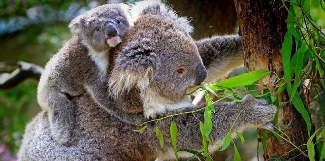 Les pays où voyager pour les amoureux des animaux