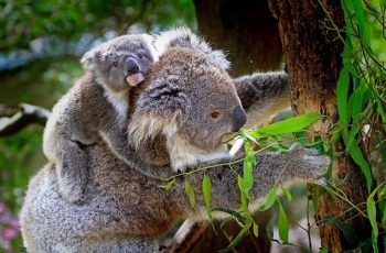 Les pays où voyager pour les amoureux des animaux