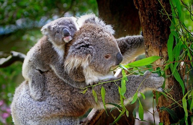 Les pays où voyager pour les amoureux des animaux