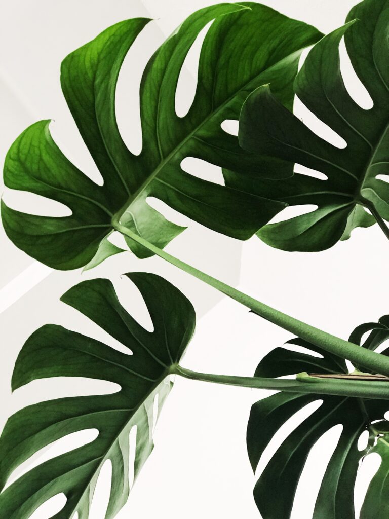 Nutrition optimale à paris : comment choisir des produits naturels pour compléter son alimentation