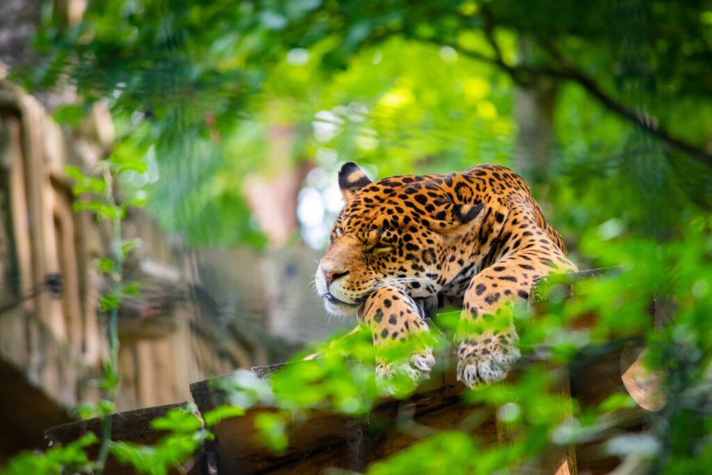 Top 5 des animaux emblématiques à découvrir à Madagascar